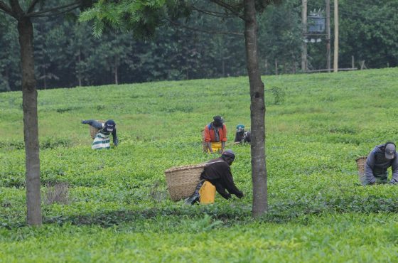 Kiambethu Tea Farm Day Trip
