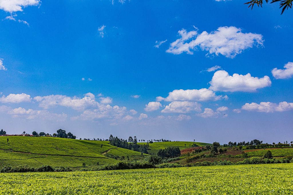Kiambethu Tea Farm Day Trip safari view 3