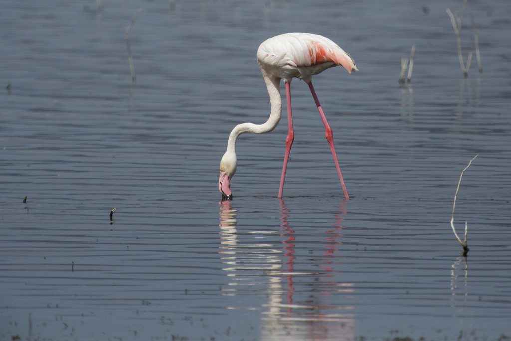 Lake Nakuru National Park Day Trip