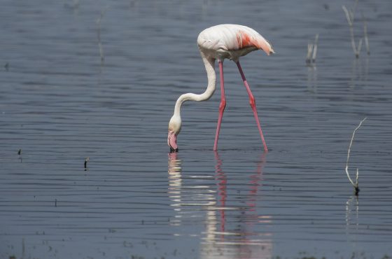 Lake Nakuru National Park Day Trip