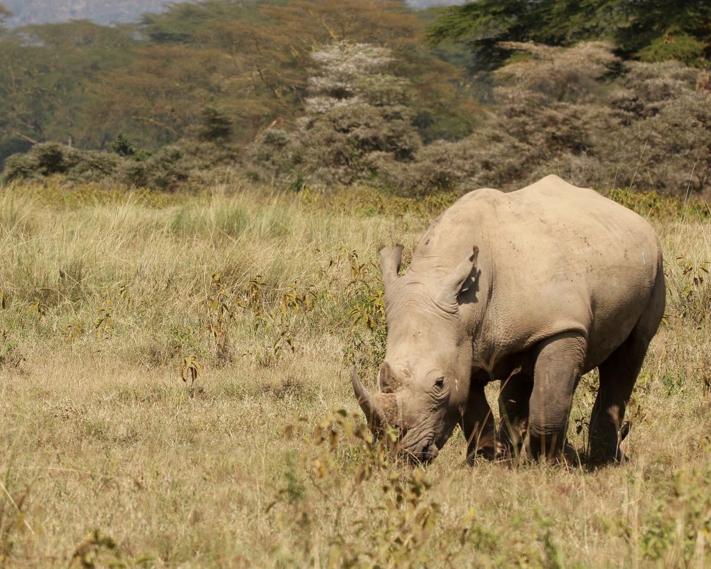 Lake Nakuru National Park Day Trip safari view 2