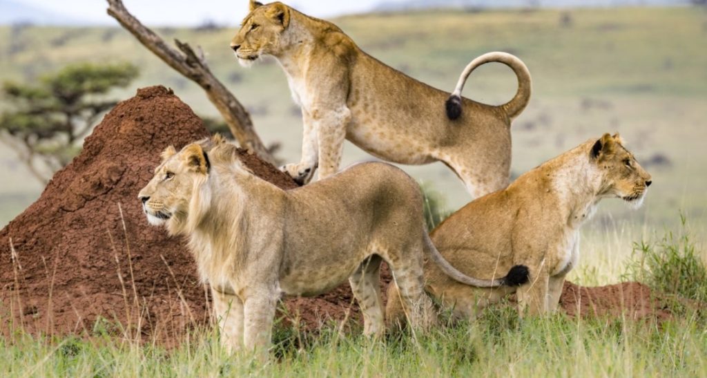 8 Days Amboseli, Lake Naivasha, Nakuru & Masai Mara Luxury Safari safari view 2