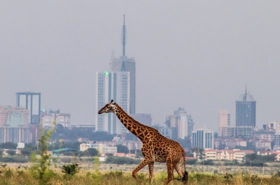Nairobi National Park Day Tour