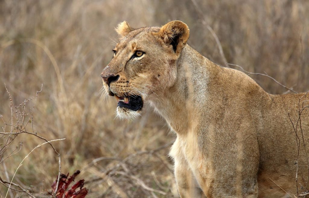 Nairobi National Park, Giraffe Center & Elephant Orphanage Day Tour safari view 3