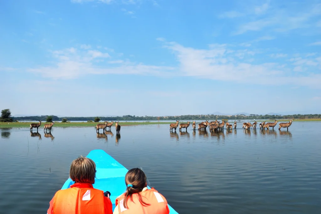 8 Days Amboseli, Lake Naivasha, Nakuru & Masai Mara Luxury Safari safari view 3