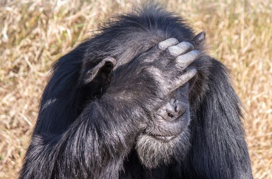 Ol Pejeta Conservancy & Chimpanzee Sanctuary Day Trip