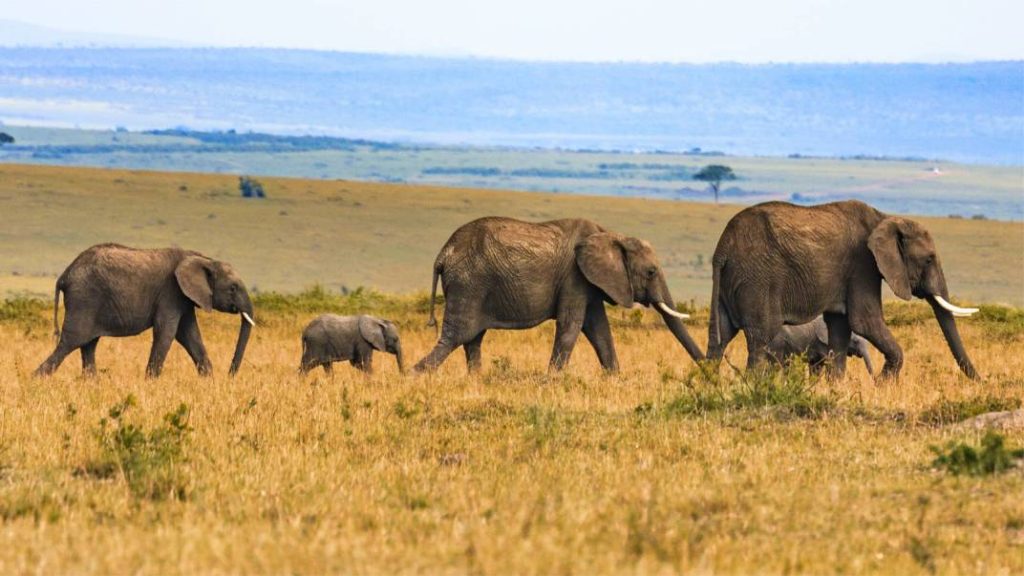 10 Days Best of Kenya & Tanzania Lodge Safari