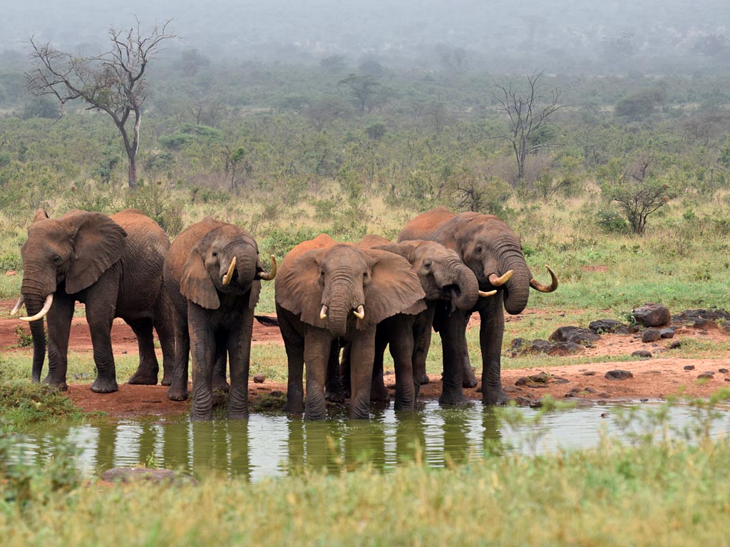 5 Days Tsavo West & Amboseli Luxury Wildlife Tour