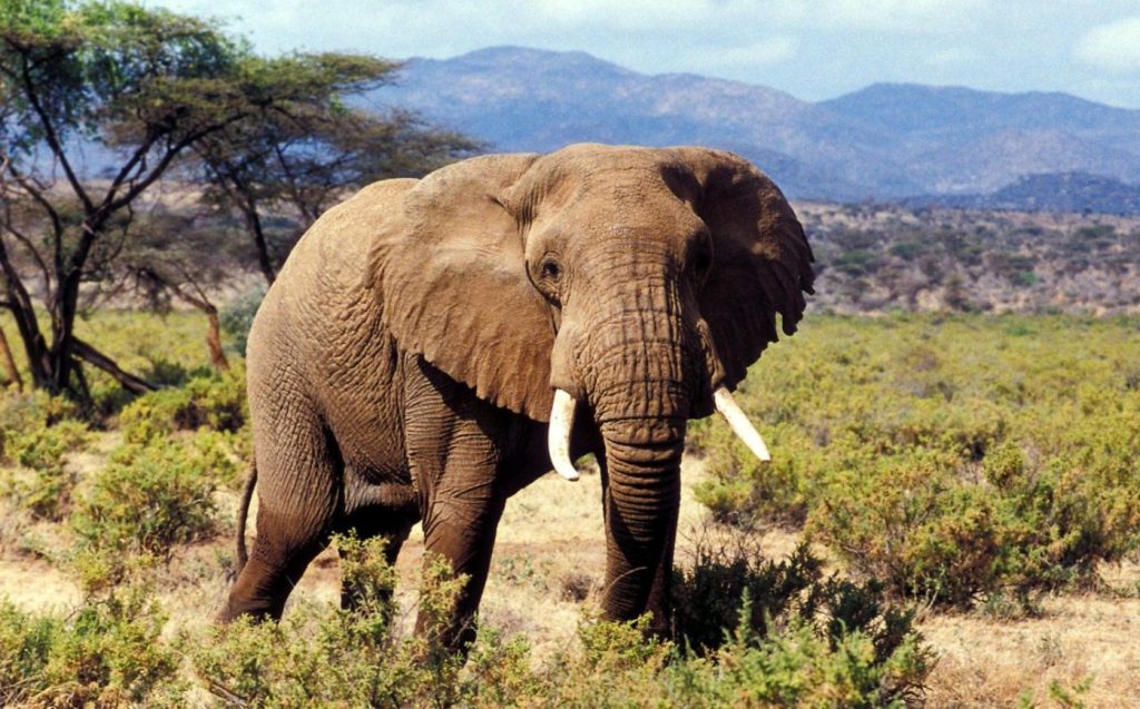 3 Days Samburu National Reserve Lodge Safari safari view 2