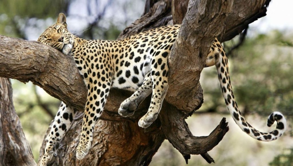 12 Days, 11 Nights Kenya Budget Camping Safari safari view 2