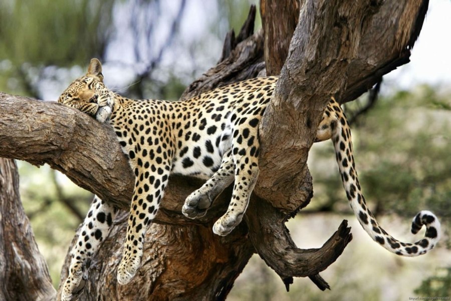 3 Days Samburu National Reserve Lodge Safari