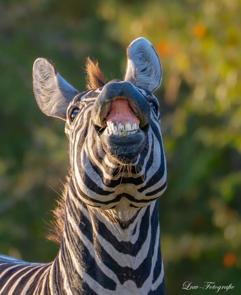 7-Day Kenya Wildlife Photography Safari: Amboseli, Lake Nakuru & Masai Mara gallery image 6