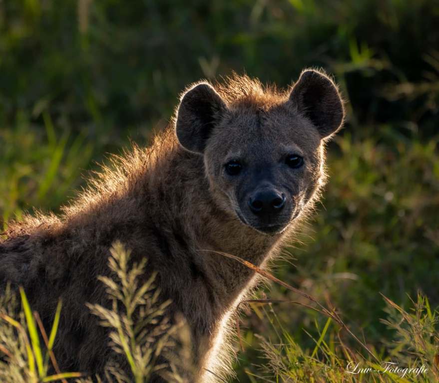 7-Day Kenya Wildlife Photography Safari: Amboseli, Lake Nakuru & Masai Mara safari view 3
