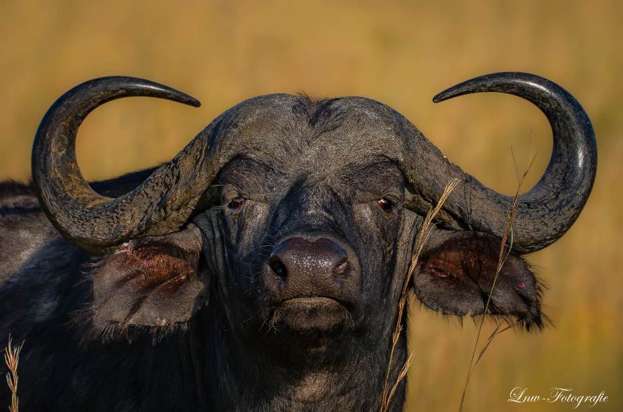 7-Day Kenya Wildlife Photography Safari: Amboseli, Lake Nakuru & Masai Mara safari view 4