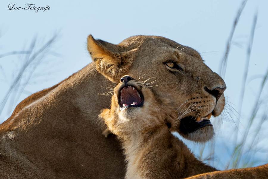 7-Day Kenya Wildlife Photography Safari: Amboseli, Lake Nakuru & Masai Mara